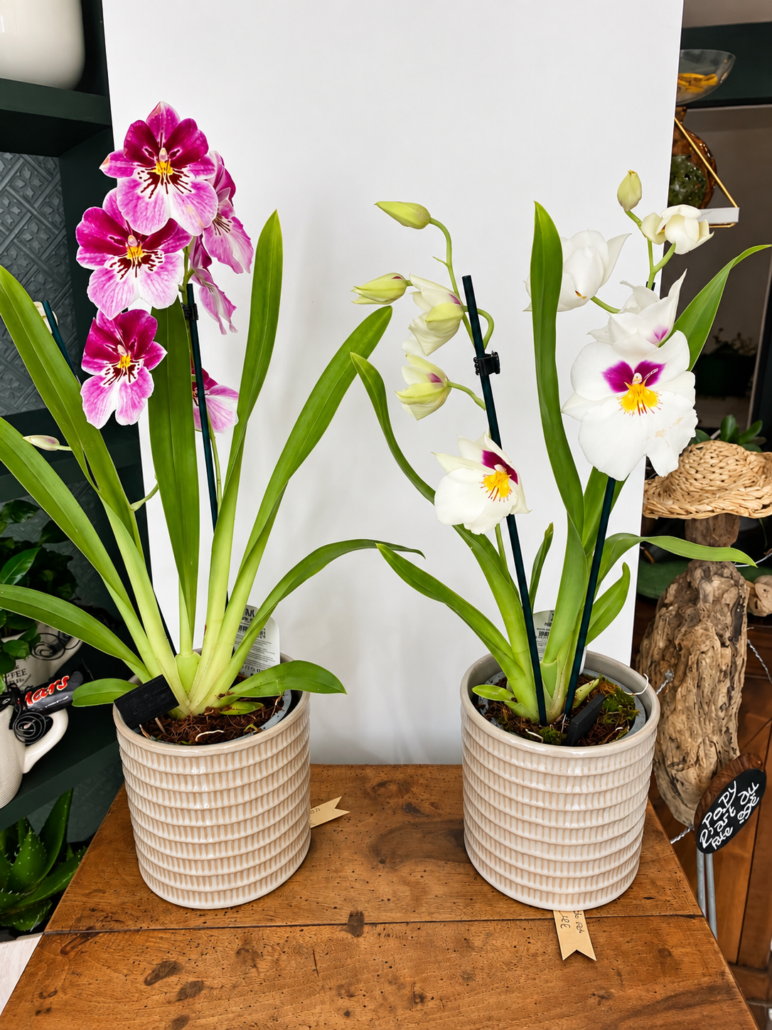 Decoration<br />

